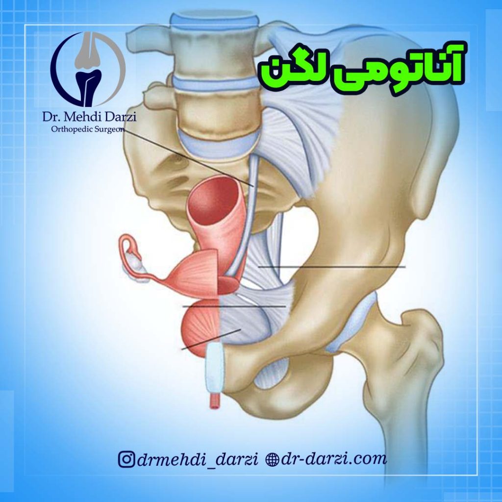 آناتومی لگن